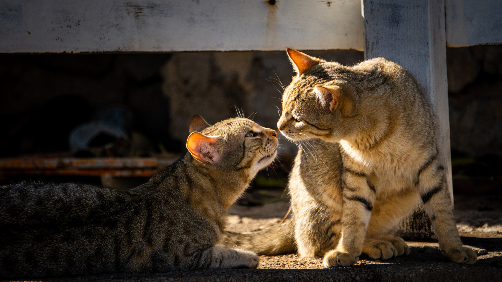 Two cats in a tender moment